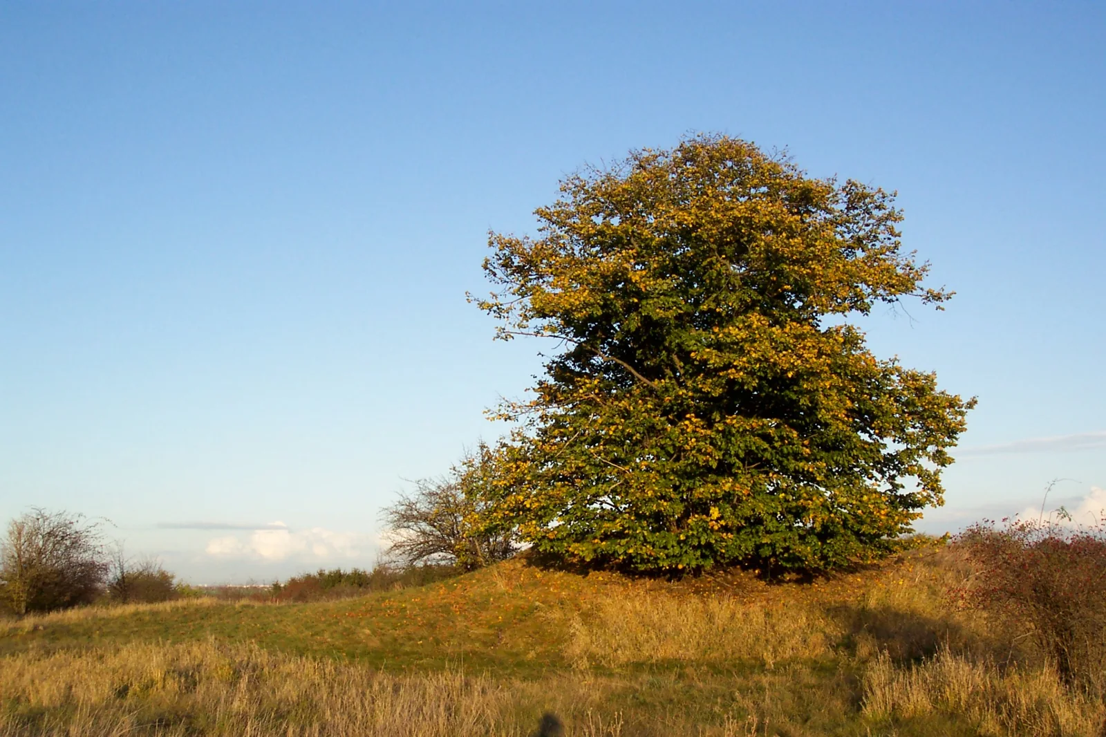 Alter Baum auf einer Anhöhe in der Landschaft um Quetz