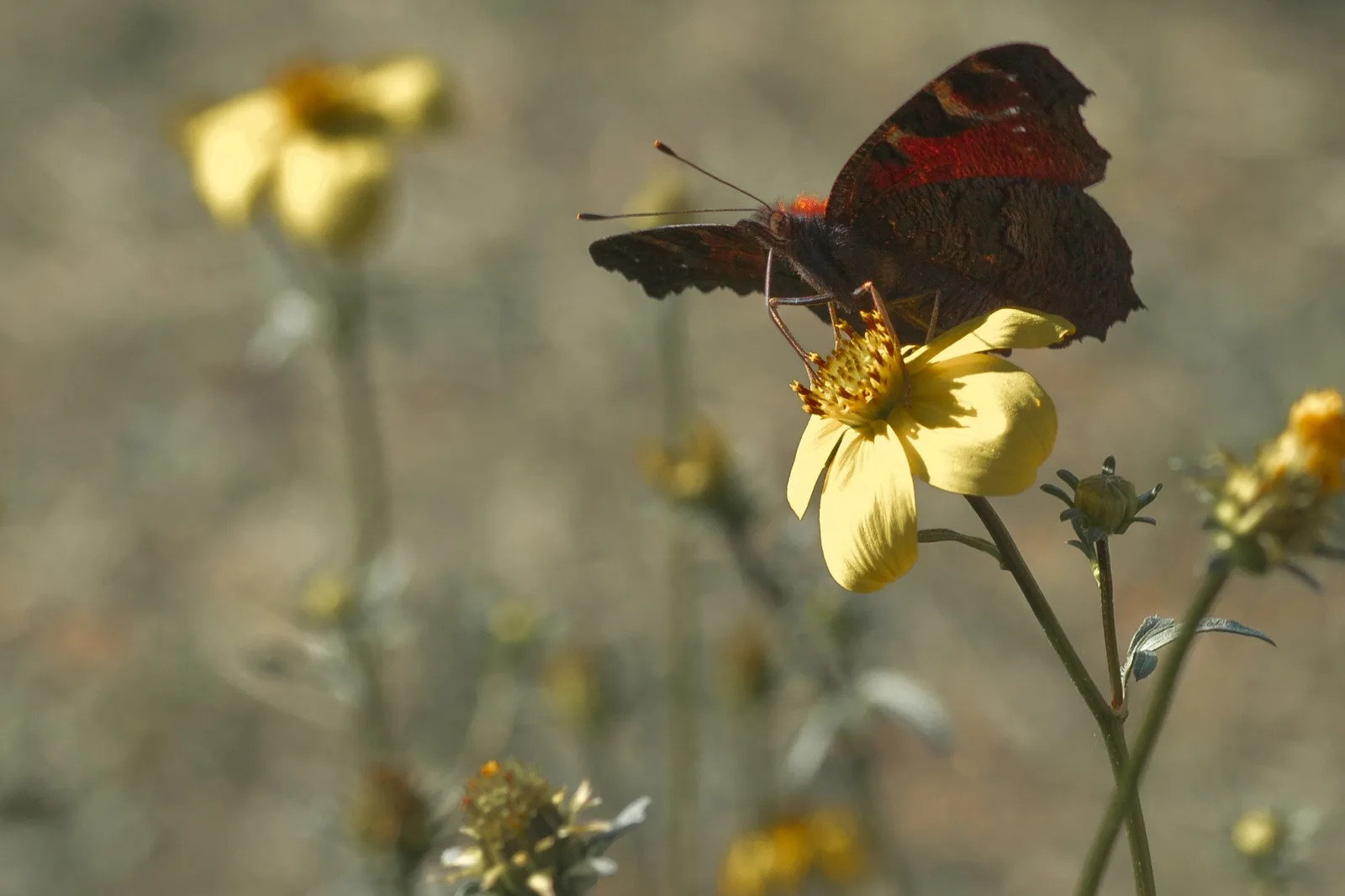Ein Schmetterling auf einer gelben Blüte